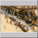 Crossocerus sp - Grabwespe 12b 6mm Paarung - Sandgrube Niedringhaussee.jpg